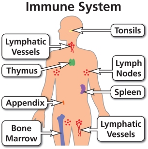 Immune-System-600